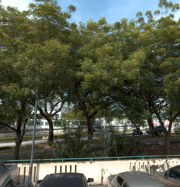 tree photo