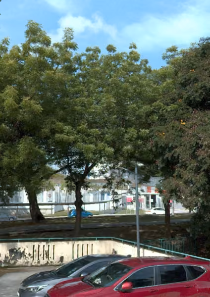 tree photo