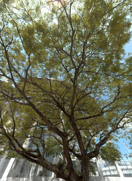 tree photo