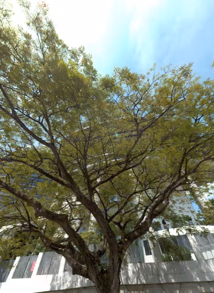 tree photo
