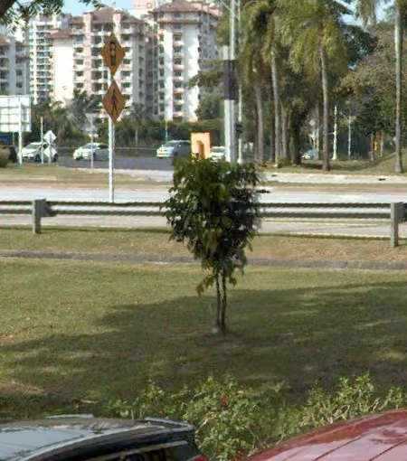 tree photo