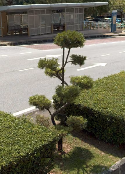 tree photo