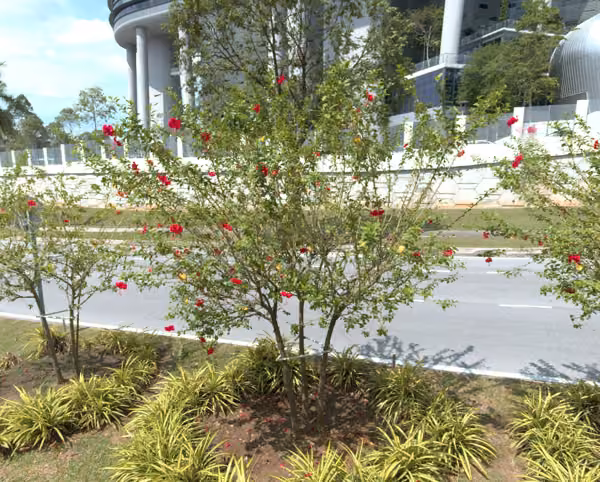 tree photo