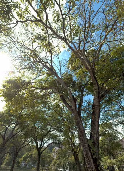 tree photo