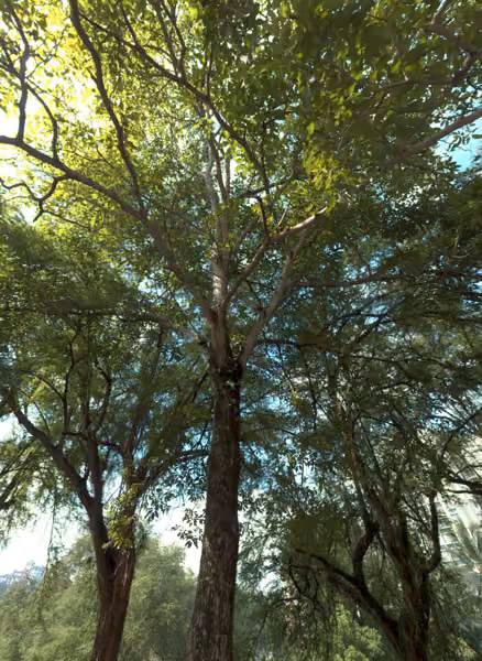 tree photo
