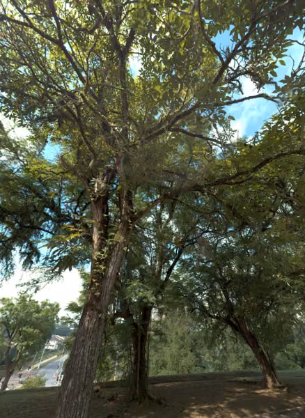 tree photo