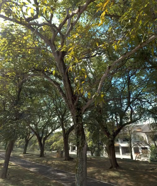 tree photo