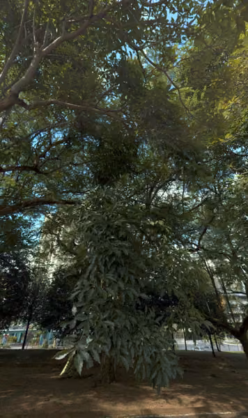 tree photo