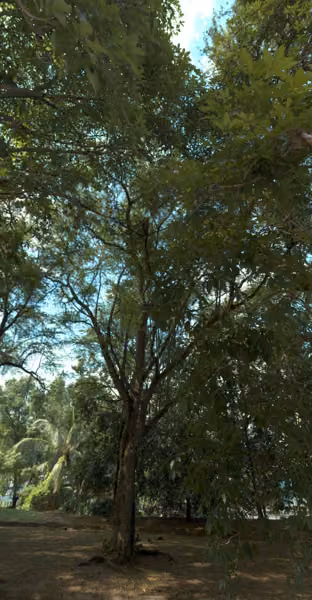 tree photo