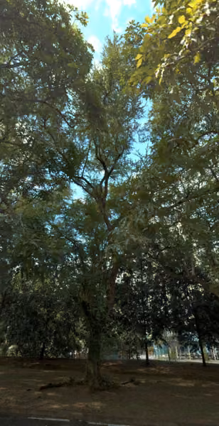 tree photo