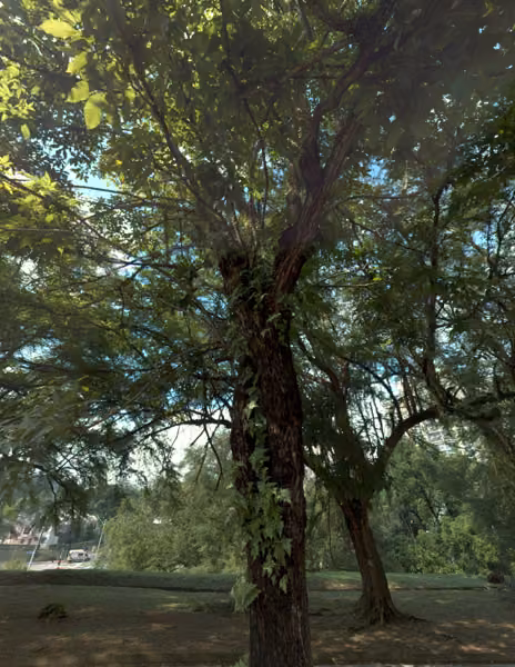 tree photo