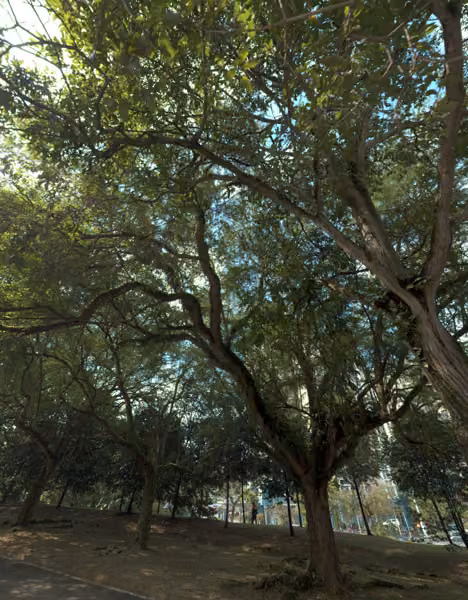 tree photo