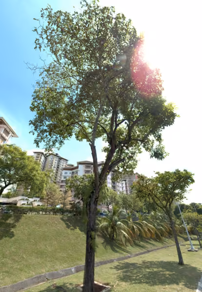 tree photo