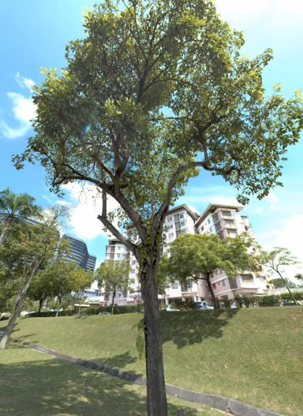 tree photo
