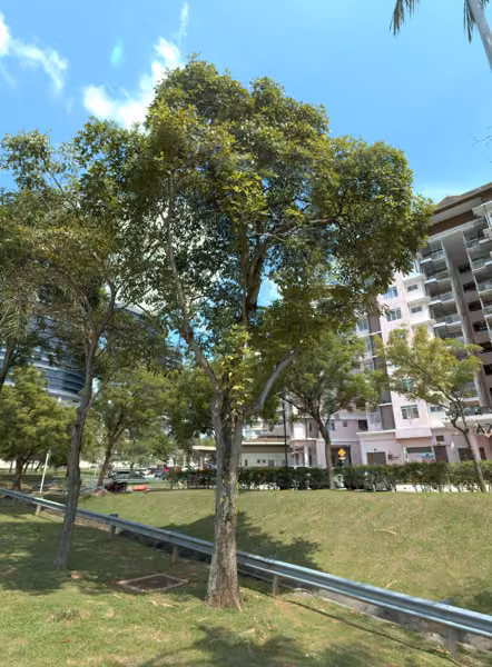 tree photo