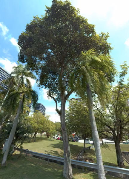 tree photo