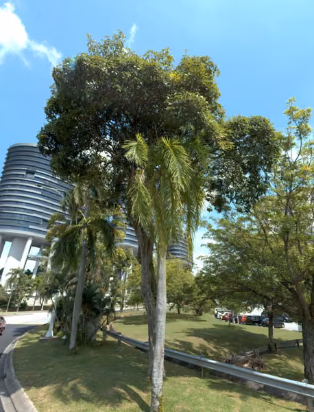 tree photo