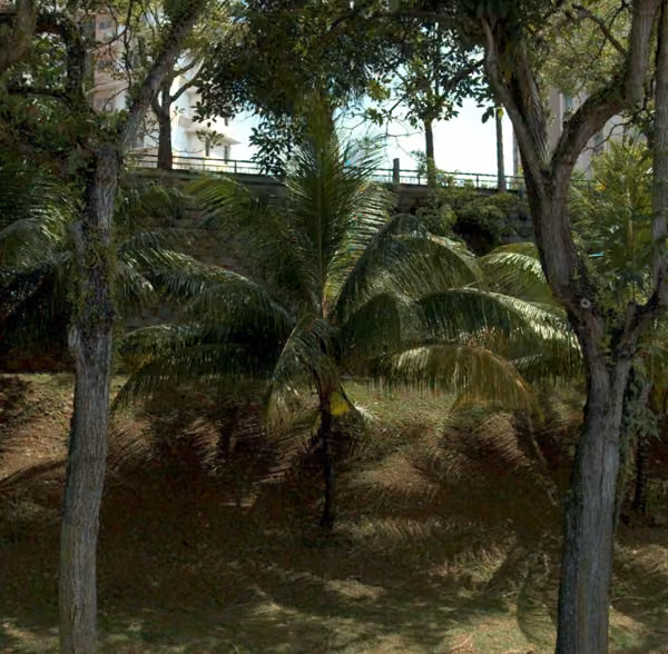 tree photo