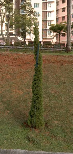 tree photo