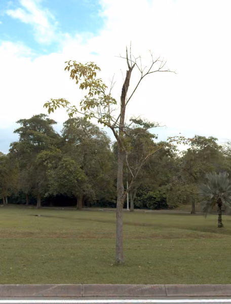 tree photo