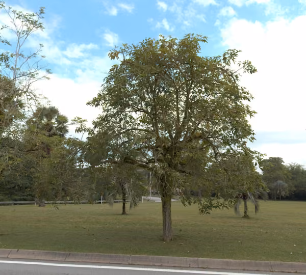 tree photo