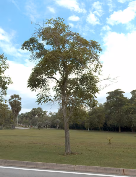 tree photo