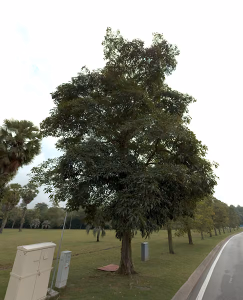 tree photo