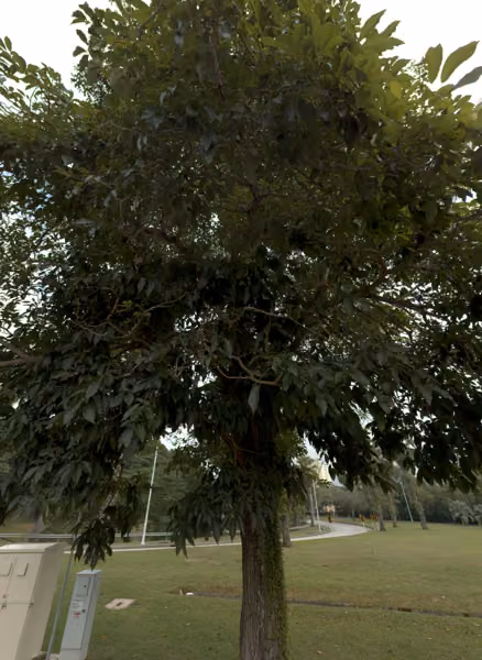 tree photo
