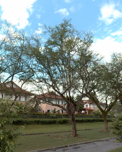 tree photo