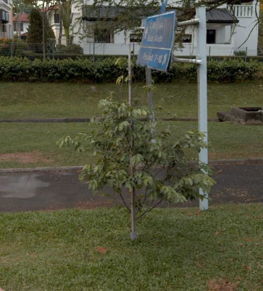 tree photo