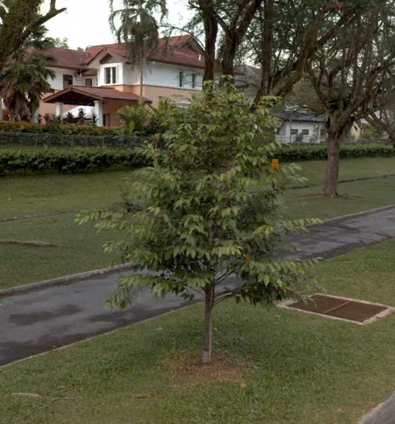 tree photo