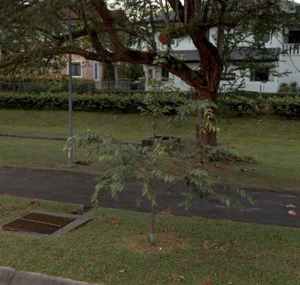 tree photo