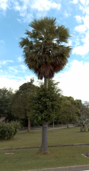 tree photo