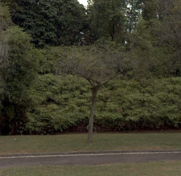 tree photo