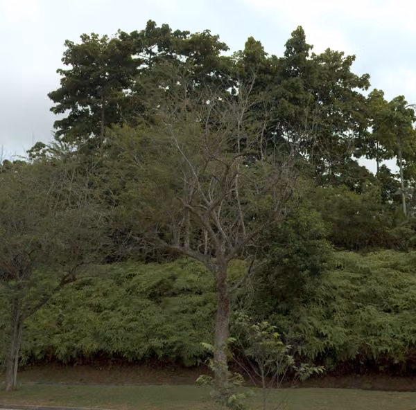 tree photo