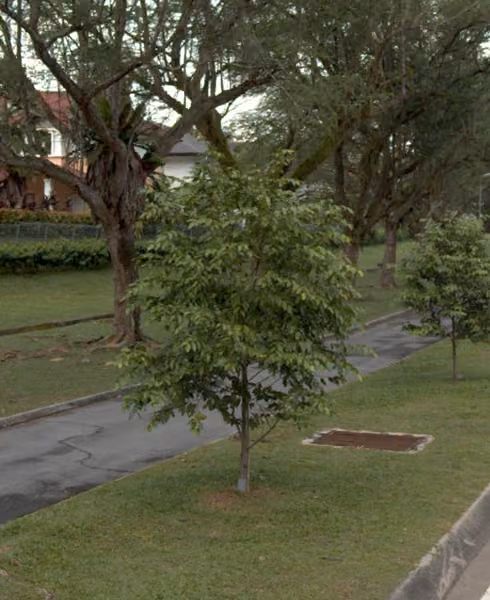 tree photo