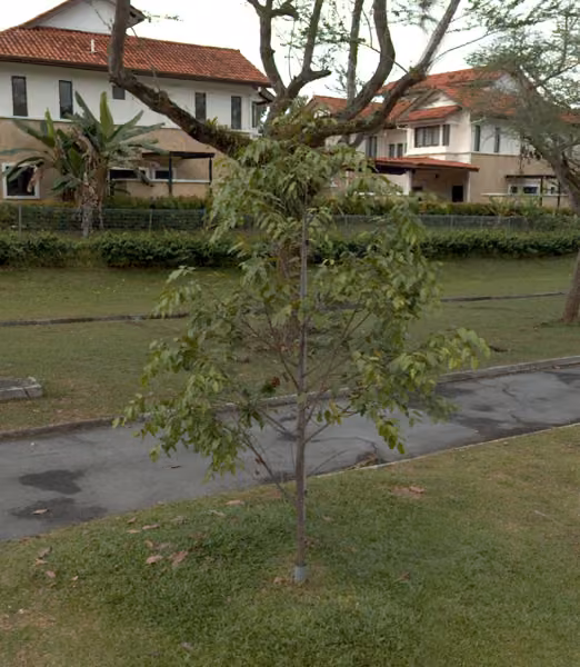 tree photo