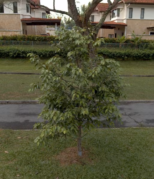 tree photo