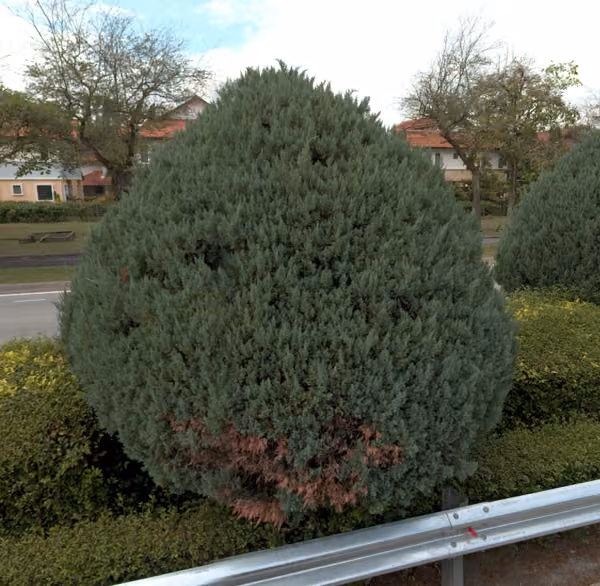 tree photo