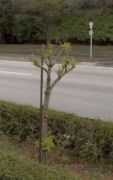 tree photo