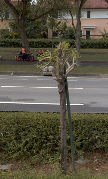 tree photo