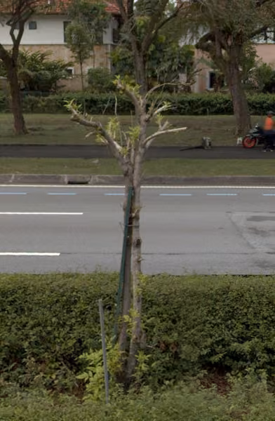 tree photo