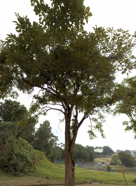 tree photo