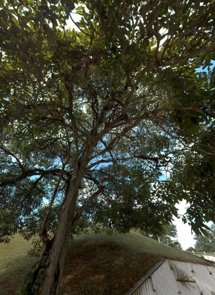 tree photo