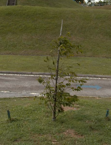 tree photo