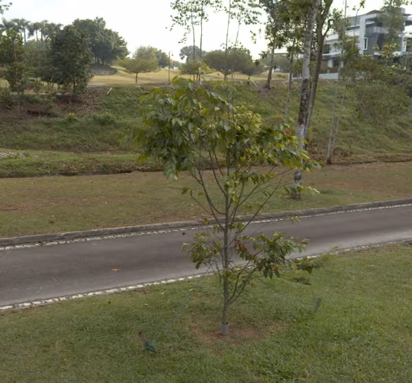 tree photo