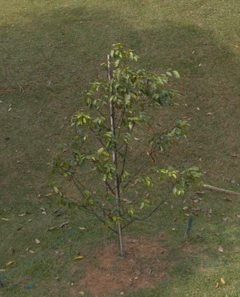 tree photo