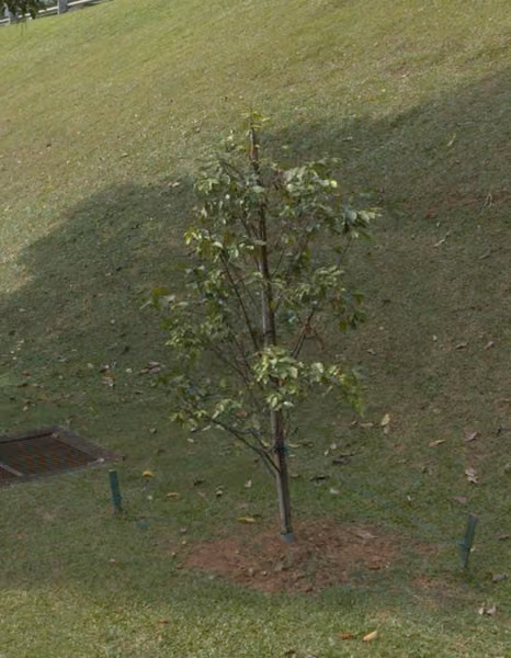 tree photo