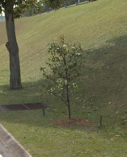 tree photo