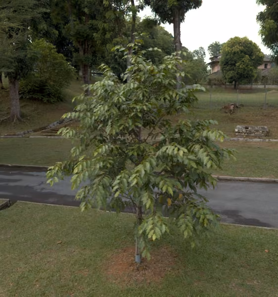 tree photo